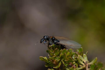 fly on a leaf