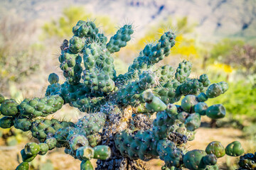 Chain Fruit Cholla Cactus in Saguaro National Park, Arizona