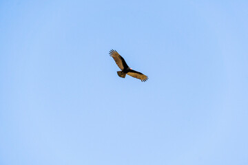 Bird calmly flying across the sky.