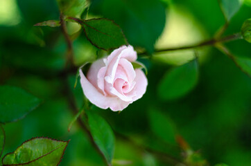 cream rose flower on a bush, free space