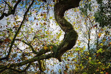 Fototapeta na wymiar A Twisting Branch From Seen From Below With Spring Leaves