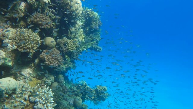 school of Chromis fish swims near coral reef. Arabian Chromis (Chromis flavaxilla). Underwater life in the ocean. Camera slowly moving forwards approaching a coral reef