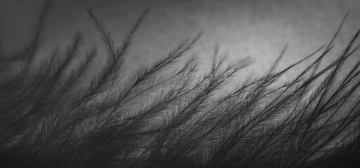 Bird feather abstract background. Feather texture closeup, macro. Banner. Fluffy black plume.