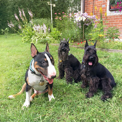 three dogs in nature among flowers and in a sunny color, a bull terrier and two schnauzers