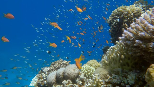 Slow motion, Colorful tropical fish swims on beautiful coral reef. Underwater life in the ocean. Arabian Chromis (Chromis flavaxilla) and Lyretail Anthias (Pseudanthias squamipinnis)
