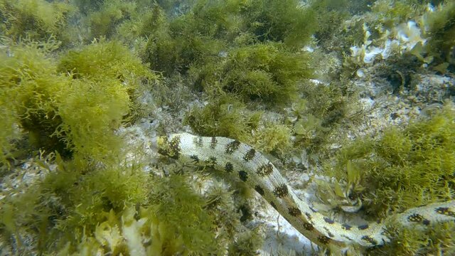Snowflake moray or Starry moray ell (Echidna nebulosa) swims above seabed covered with Peacock's tail (Padina pavonica), Brown algae (Sargassum sp.) and Red algae (Liagora viscida)
