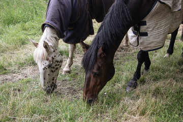 horse and rider