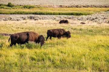 Fototapeta na wymiar Bison herd grazing in Yellowstone National Park, USA