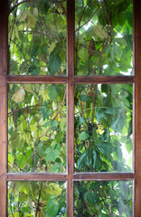 Overgrown window. Old wooden window overgrown with ivy leaves or parthenocissus.