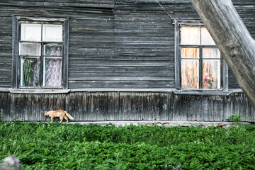 A red cat is walking along a gray wooden house, general shot, side shot, daylight, grass occupies...