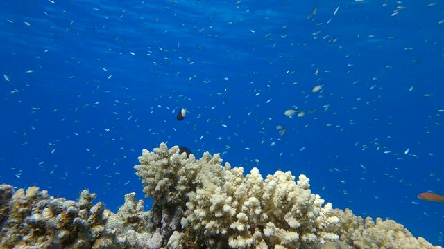 School of Chromis swimming above coral reef in the blue water. Arabian Chromis (Chromis flavaxilla)