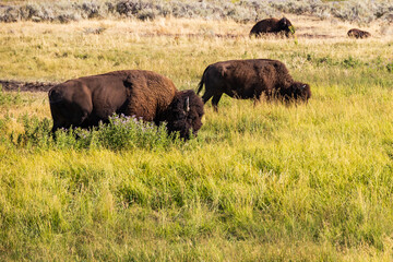 Fototapeta na wymiar Bison herd grazing in Yellowstone National Park, USA