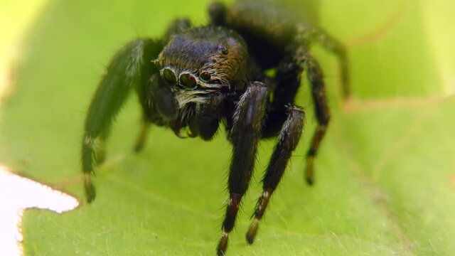 The black jumping spider (Evarcha arcuata) on the leaf is cleaned with pedipalps