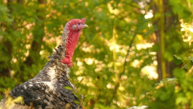 Domestic turkey (gobbler) in a natural environment looking at the camera close-up