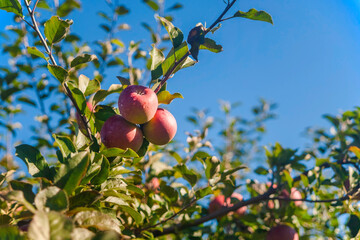 apple tree and sky 3