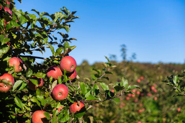 apple tree and sky 2