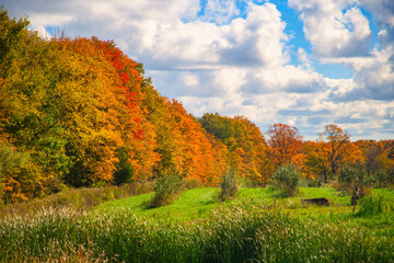 Fototapeta premium autumn landscape with trees 1