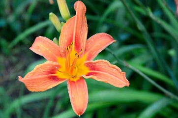 Orange lily flower in the garden close up.Dwarf Matrix Asiatic Lilium.Selective focus.