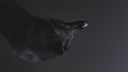Obraz premium 3D illustration of a black wolf's upper body seen from above on a black background.