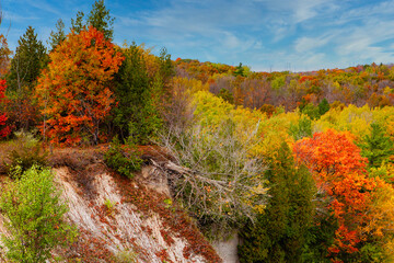 autumn in the forest 1