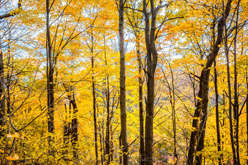 Yellow Forest 7