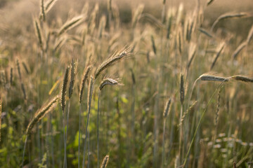 agricultural field where rye grows, landscape of agricultural crop rye backlit with sunset golden light