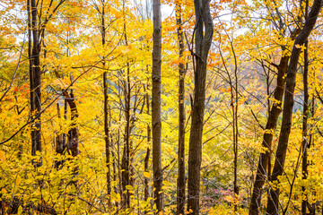 Obraz premium Yellow Forest 6