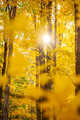 Yellow Forest 3