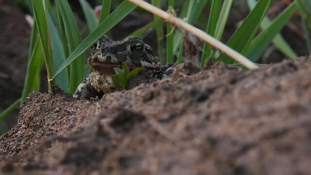 Natterjack toad sits on the ground and looks at the camera close-up