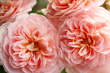 Close-up of big pink roses
