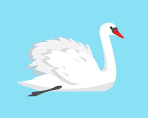 White swan in water. Swan bird icon isolated on blue