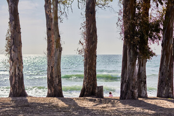 Marbella promenade. Photo of the trunks of the trees (eucalyptus) with the sea in the background