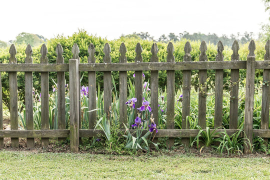 Old and rustic wood picket backyard fence with greenery and purple flowers