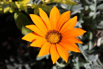 flor naranja saludando al sol