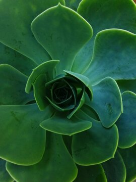 green flower closeup