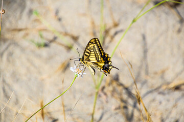 macaone 01 - macaone su fiore bianco in ambiente desertico