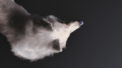 3D illustration of a white wolf's upper body seen from above on a black background.