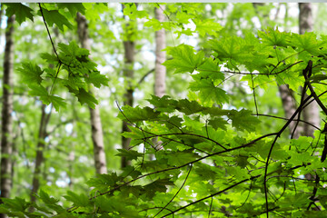 Beautiful forest with green trees during the day