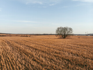 Wheat field, drone shooting in the evening