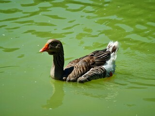 Gray Goose on Green Water