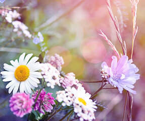 Wild different beautiful flowers in the meadow with very soft focus and copy space and blurred background