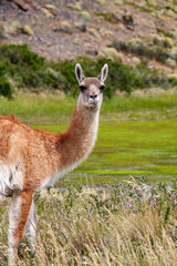 Obraz premium Young llama guanaco in the wild. Chile Patagonia