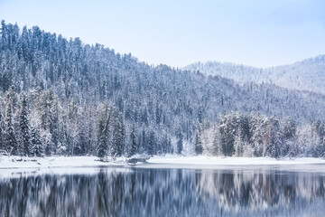 Obraz premium Winter forest river landscape. Snow covered trees and river with reflections against mountain. Altai Republic, Russia.