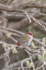 Red-Browed finch bird sitting in a tree. 