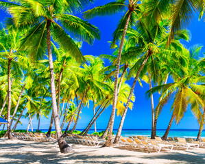 Fototapeta na wymiar Coconut palm trees with sunloungers on the caribbean tropical beach. Saona Island, Dominican Republic. Vacation travel background