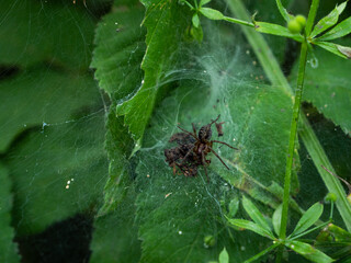 Spider in the forest