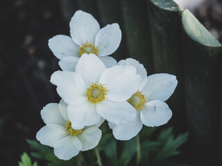 Flowers in the garden
