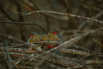 Red-Browed finch bird sitting in a tree. 