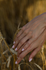 wheat in hands. Woman hand. Field.