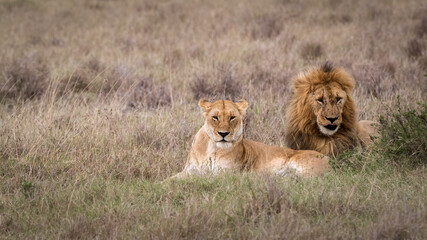 Fototapeta na wymiar Lion and Lioness Together in Grasslands of Africa